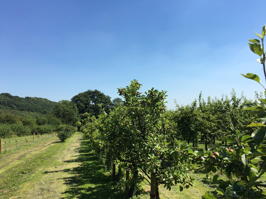 Ampleforth Abbey Orchards景点图片
