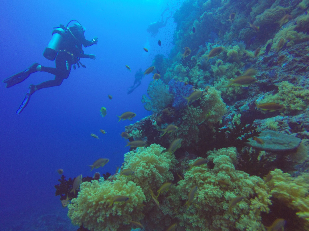 Diving The Bligh Water & Vatu-I-Ra with Ra Divers景点图片