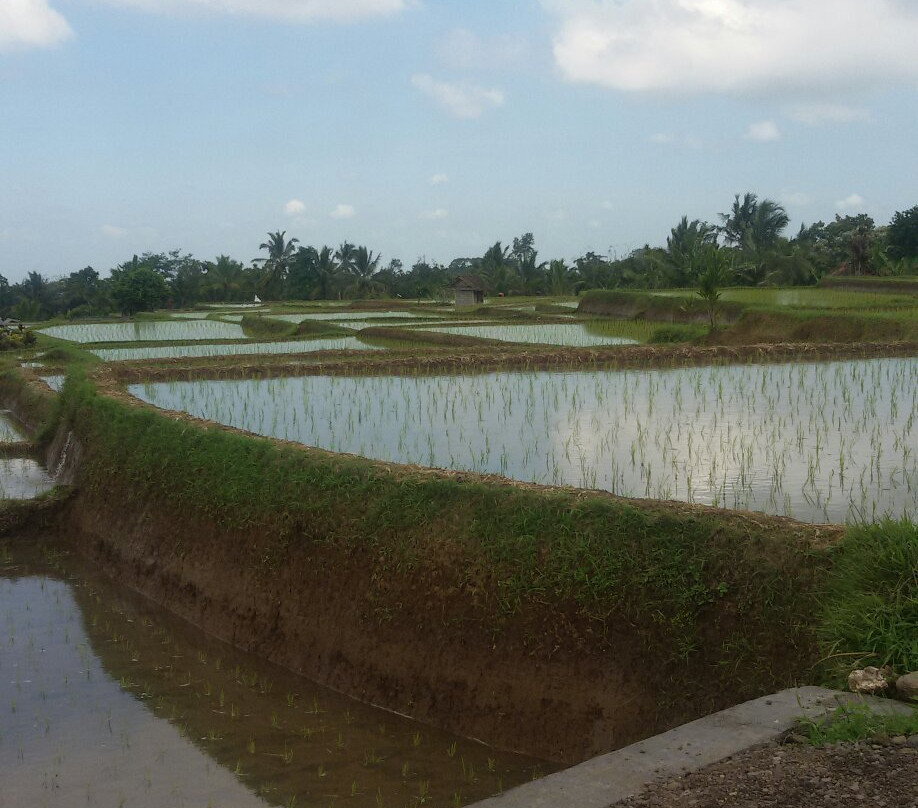 Banu Bali Tours景点图片