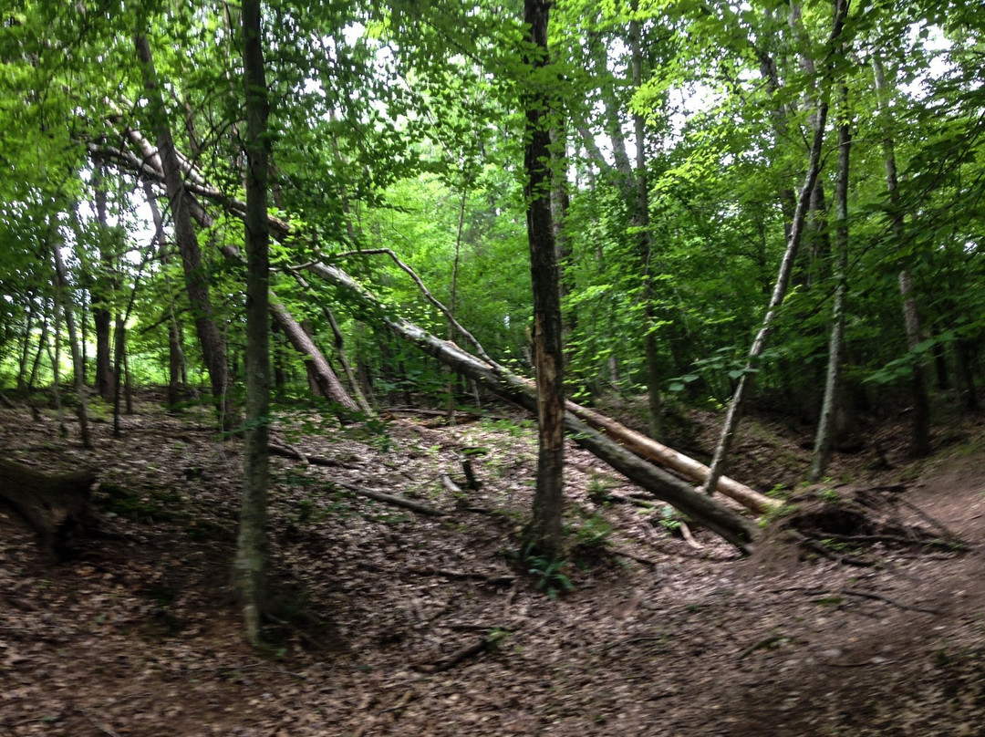 Ivy Creek Natural Area-夏洛茨维尔必去景点