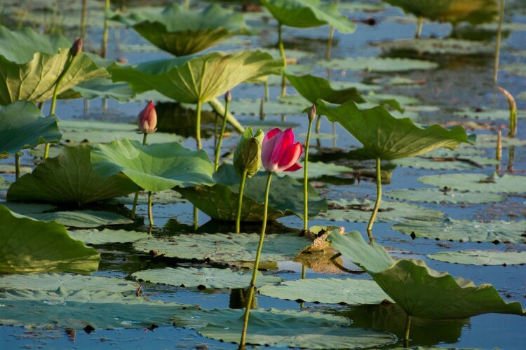 Manton Dam-达尔文市必去景点