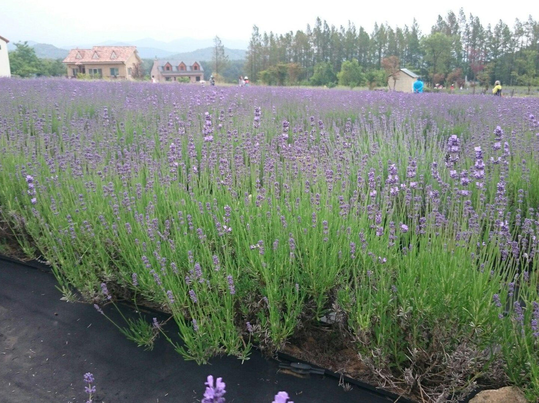 Haneui Lavender Farm-高城郡必去景点