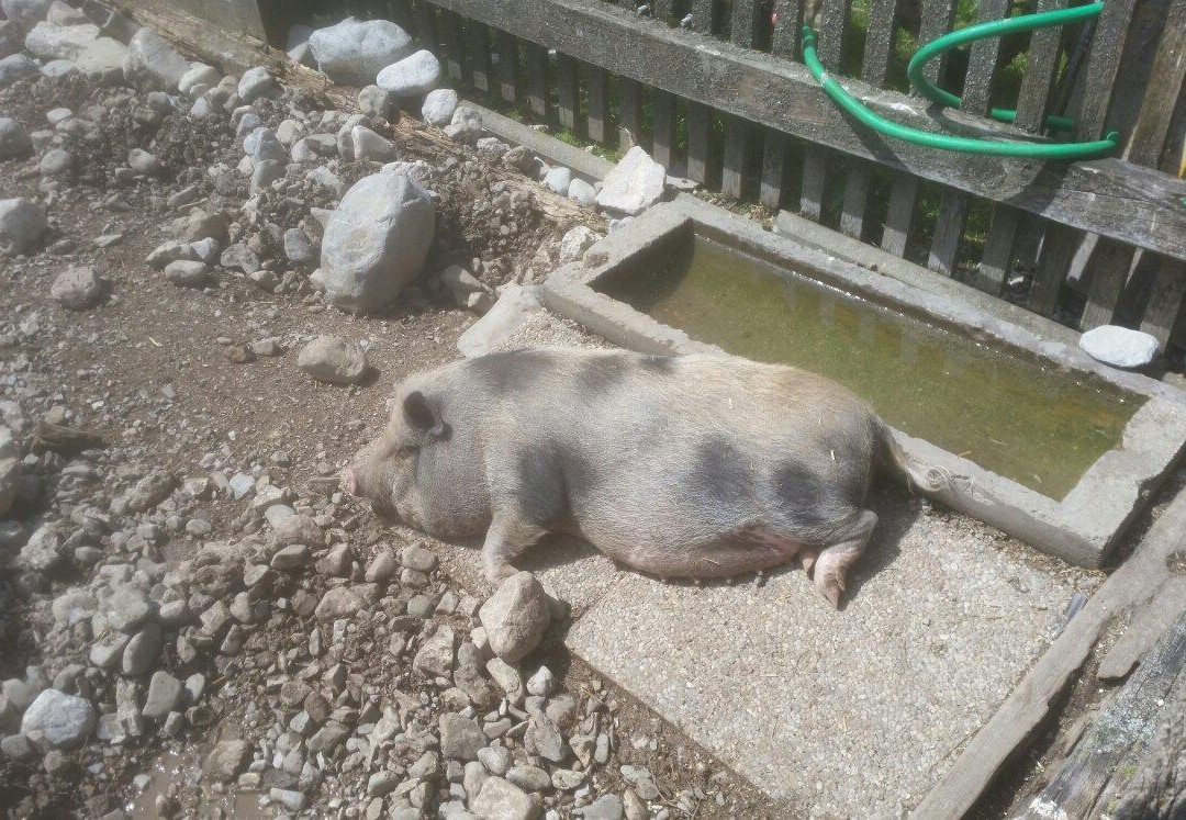 Village of Animals-Abersee必去景点