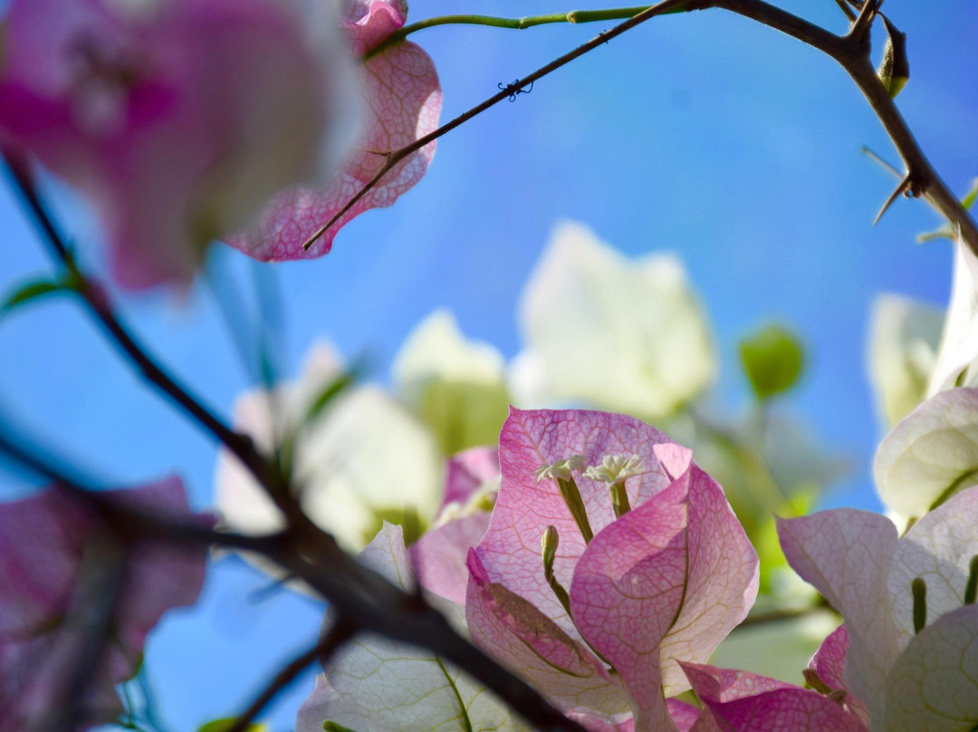 Himi SeasudeBotanical Garden-冰见市必去景点