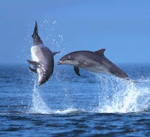 Sealife Adventures景点图片