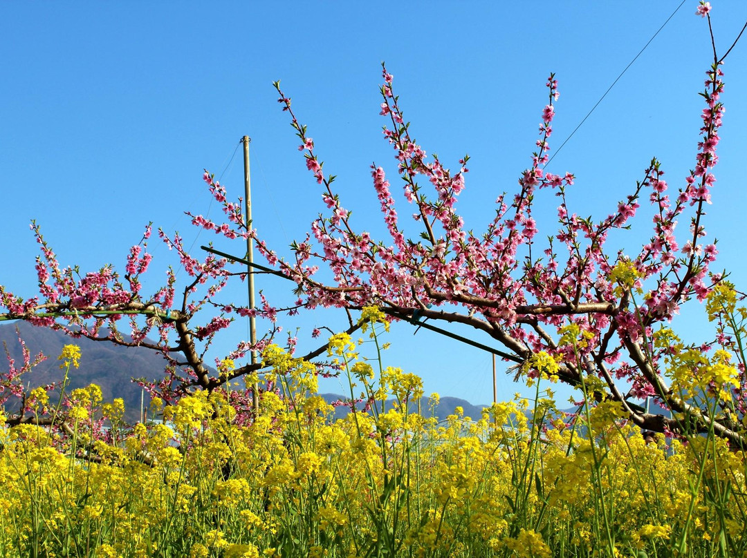 Yamanashi City Peach Fields-山梨市必去景点