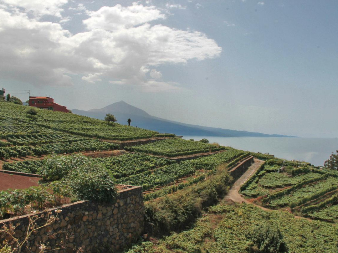 Bodegas Monje-El Sauzal必去景点
