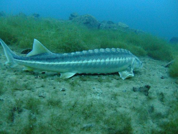 Capernwray Diving Centre景点图片