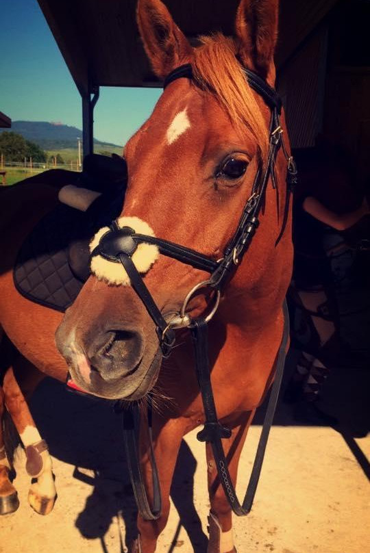 Centre Equestre de Ribeauville-里博维尔必去景点