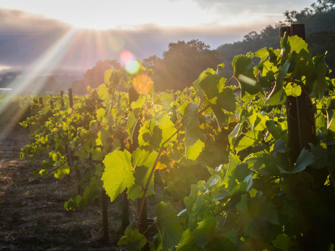Terra Savia Winery景点图片