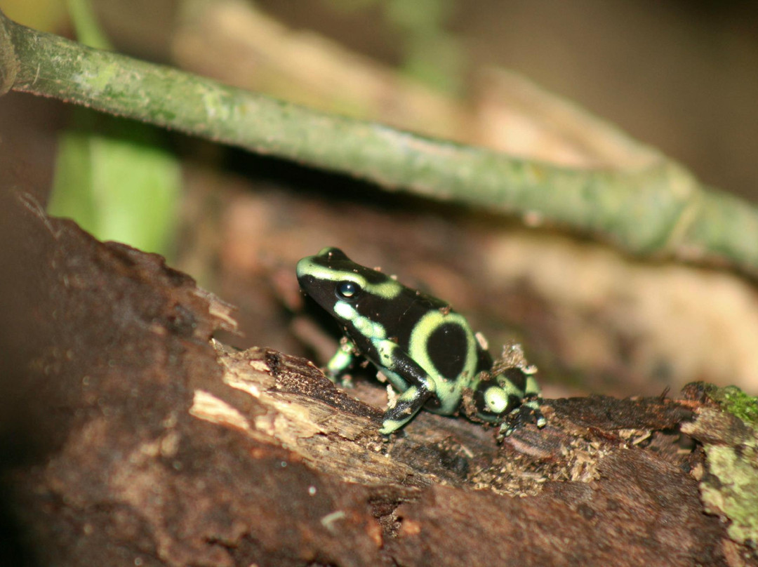 Cinco Ramas-洛斯奇莱斯必去景点