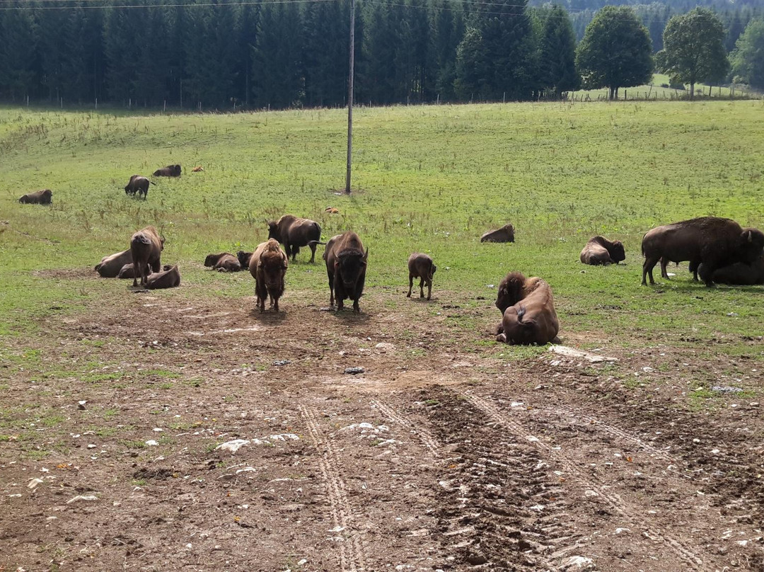Les Bisons du Sachuron景点图片