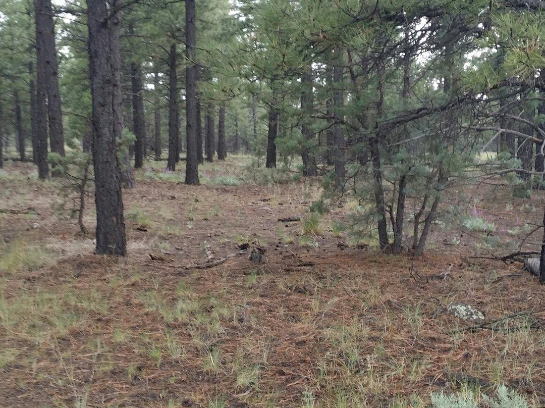 Bull Basin Road-威廉姆斯必去景点