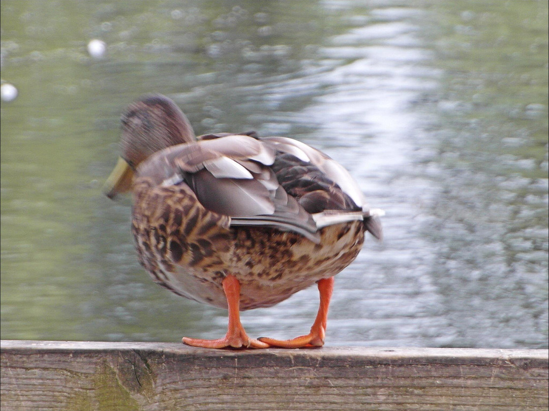 Bedfont Lakes Country Park景点图片