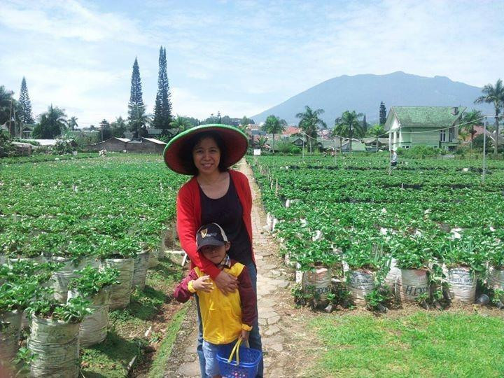 Puncak Berry Farm景点图片