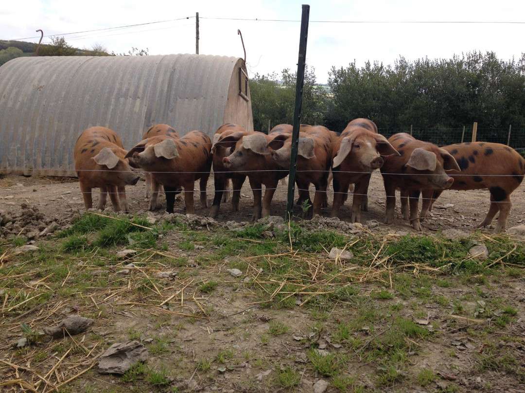 West Country Farm and Food Tours景点图片
