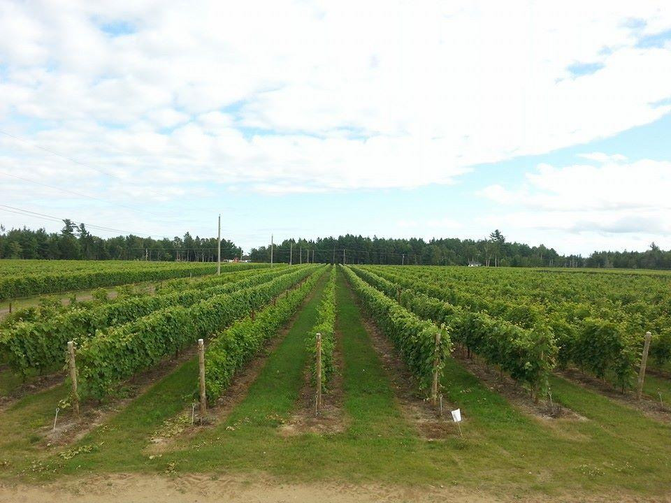 Richibucto River Wine Estate-Mundleville必去景点
