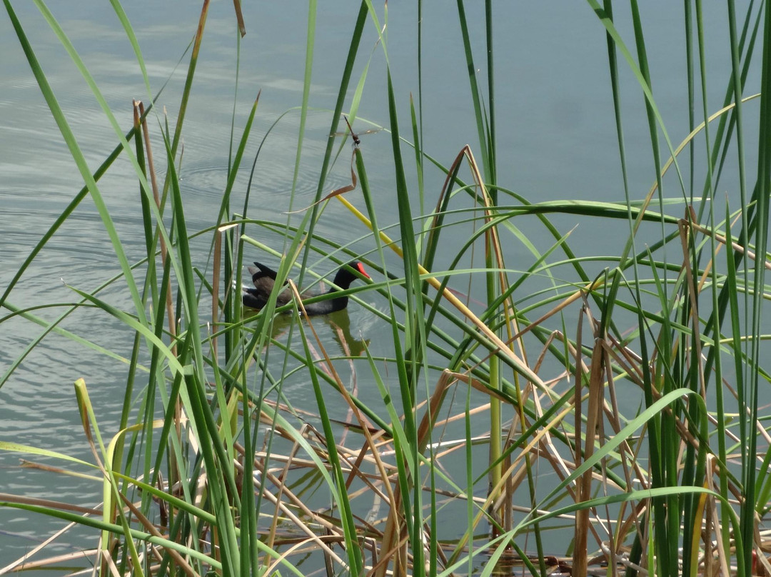 Saddle Creek Park-莱克兰必去景点