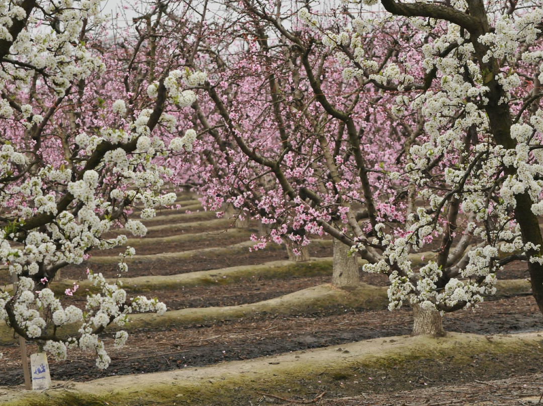Blossom Trail-弗雷斯诺必去景点