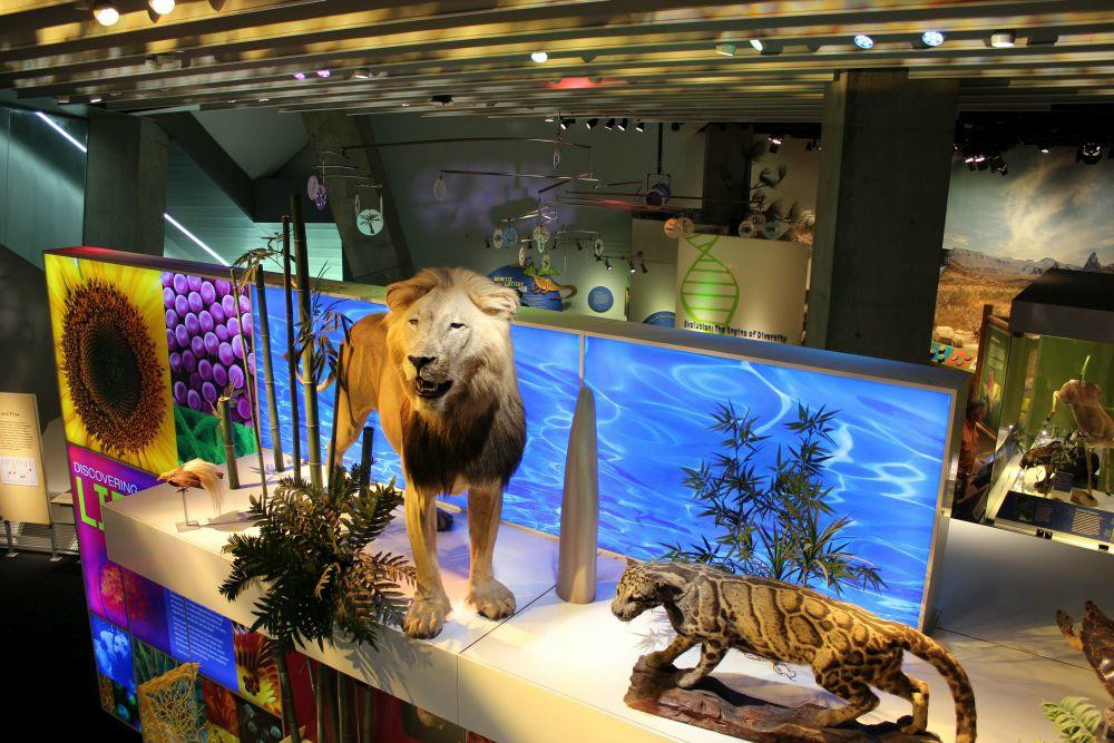 佩洛特自然科学博物馆-达拉斯必去景点