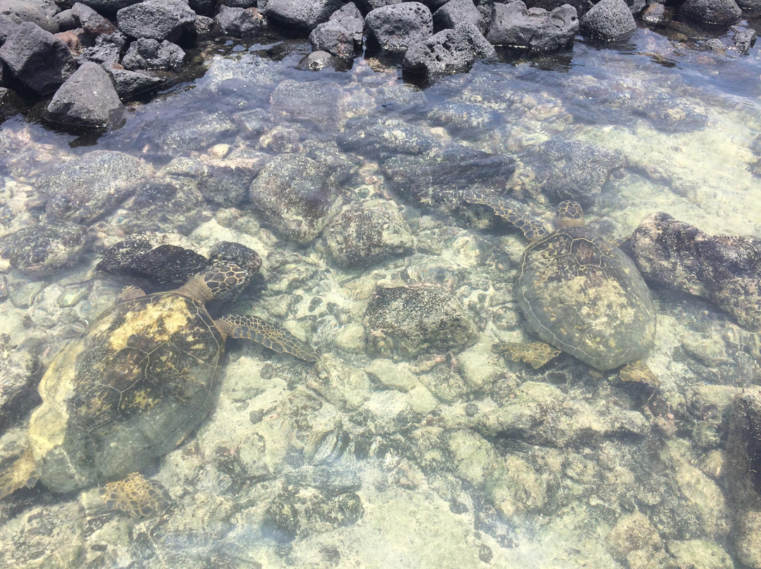 Kaloko-Honokohau National Historical Park景点图片