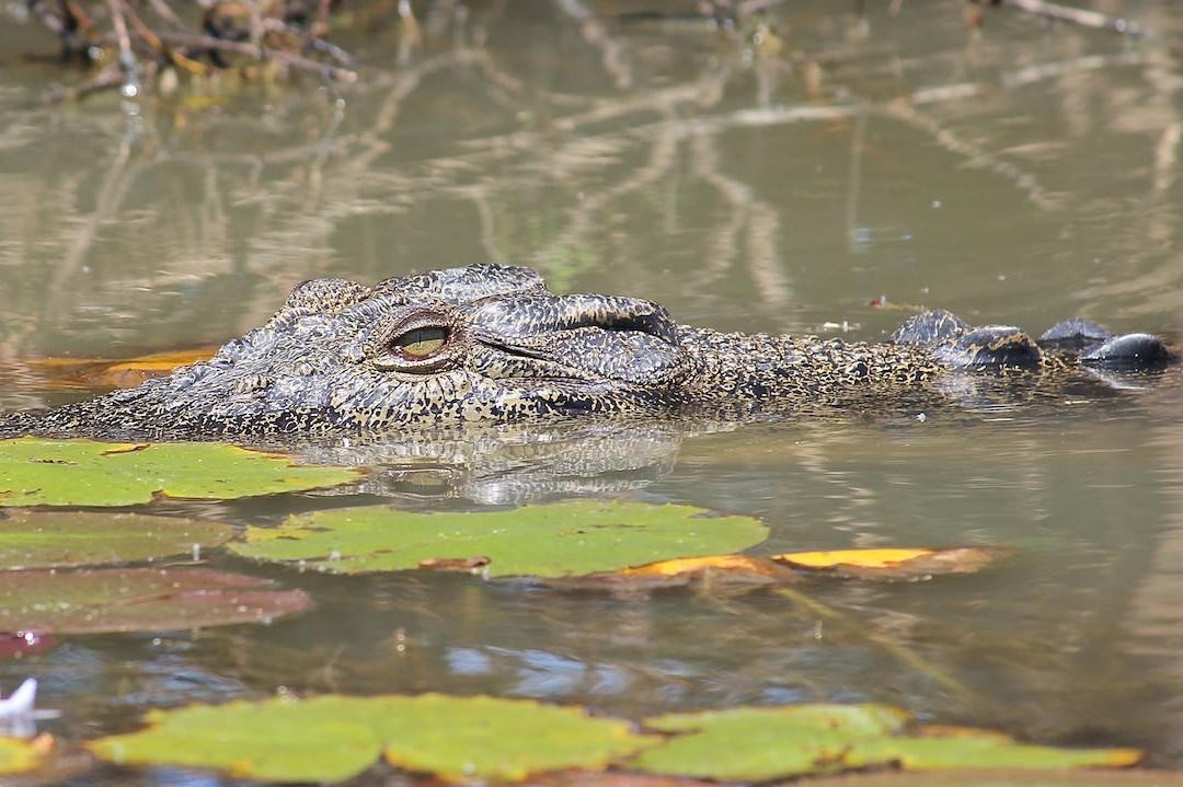Wildlands Wetlands Safari Cruises-达尔文市必去景点