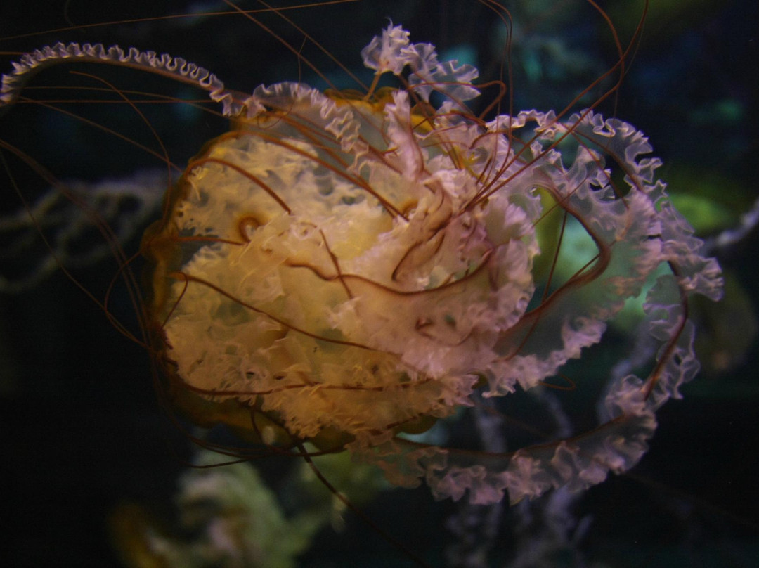 Shark Reef Aquarium-拉斯维加斯必去景点