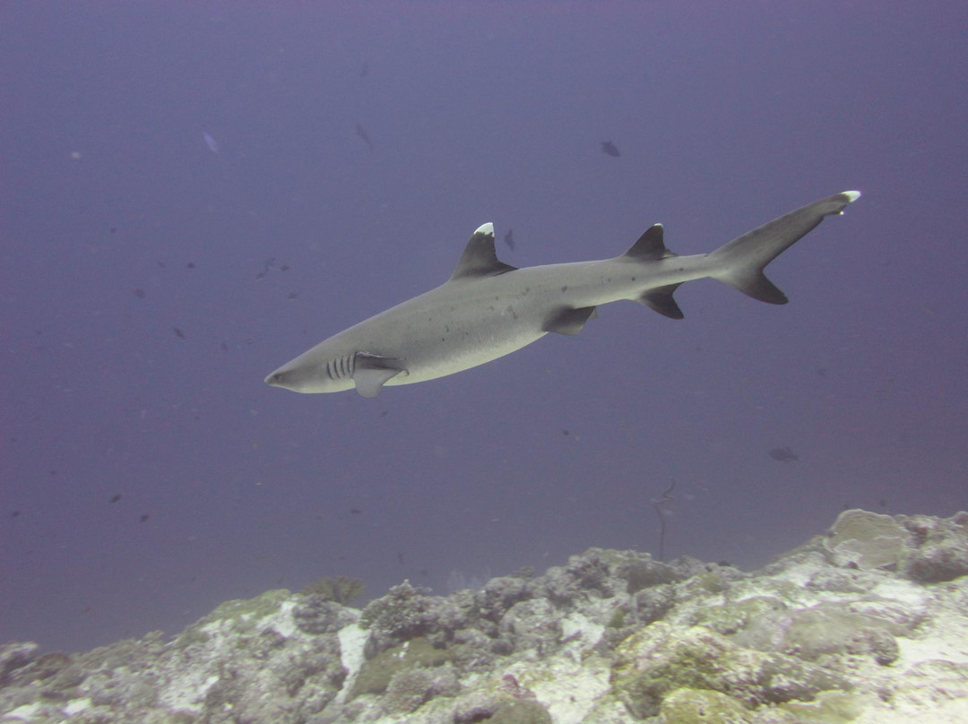 Dive Club Laamu-拉姆环礁必去景点