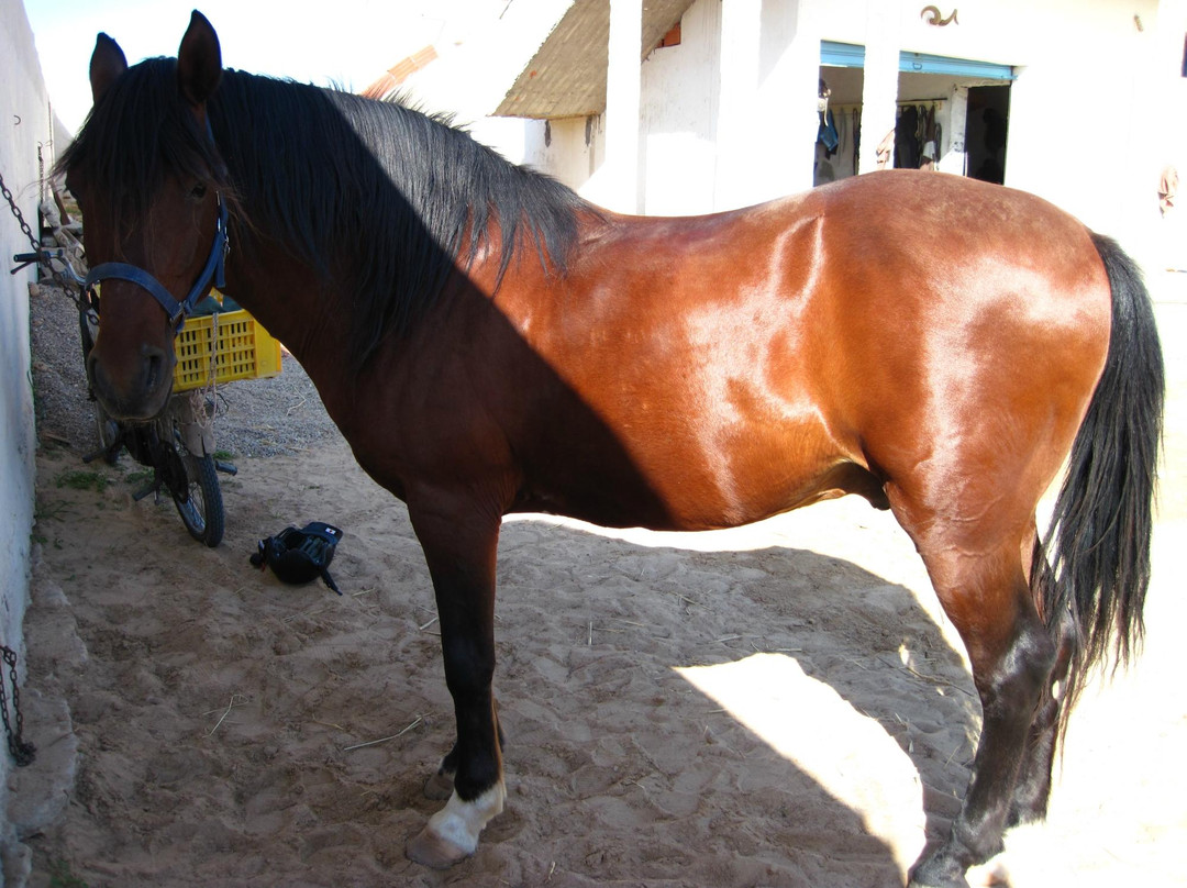 Mezraya Ranch-杰尔巴岛必去景点