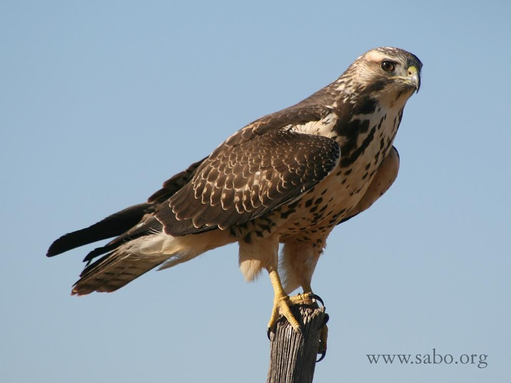 Southeastern Arizona Bird Observatory景点图片