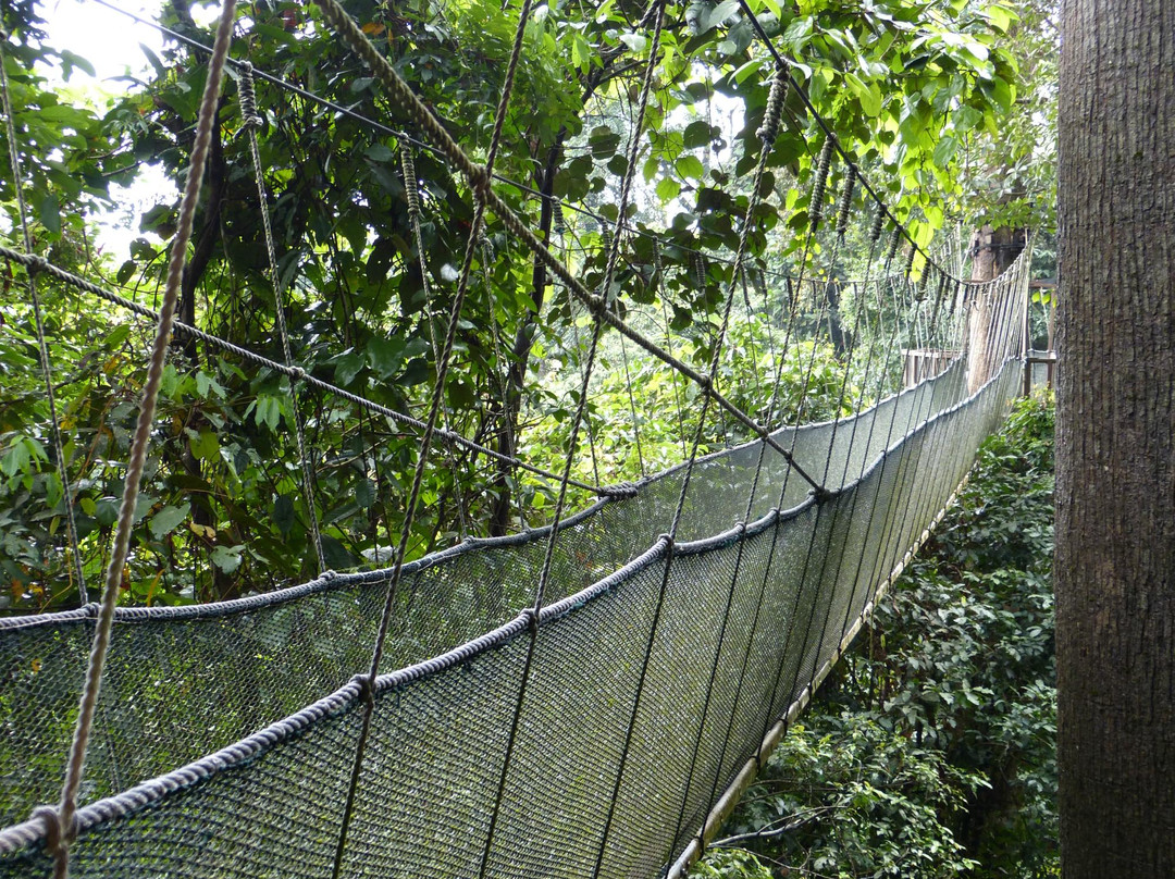 Poring Treetop Canopy Walk-亚庇必去景点