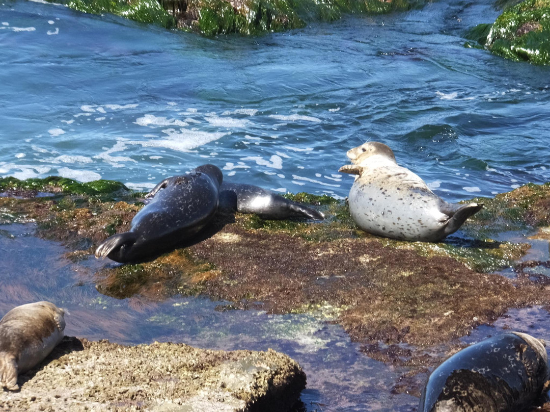 Shell Beach Tide Pools-拉荷亚必去景点