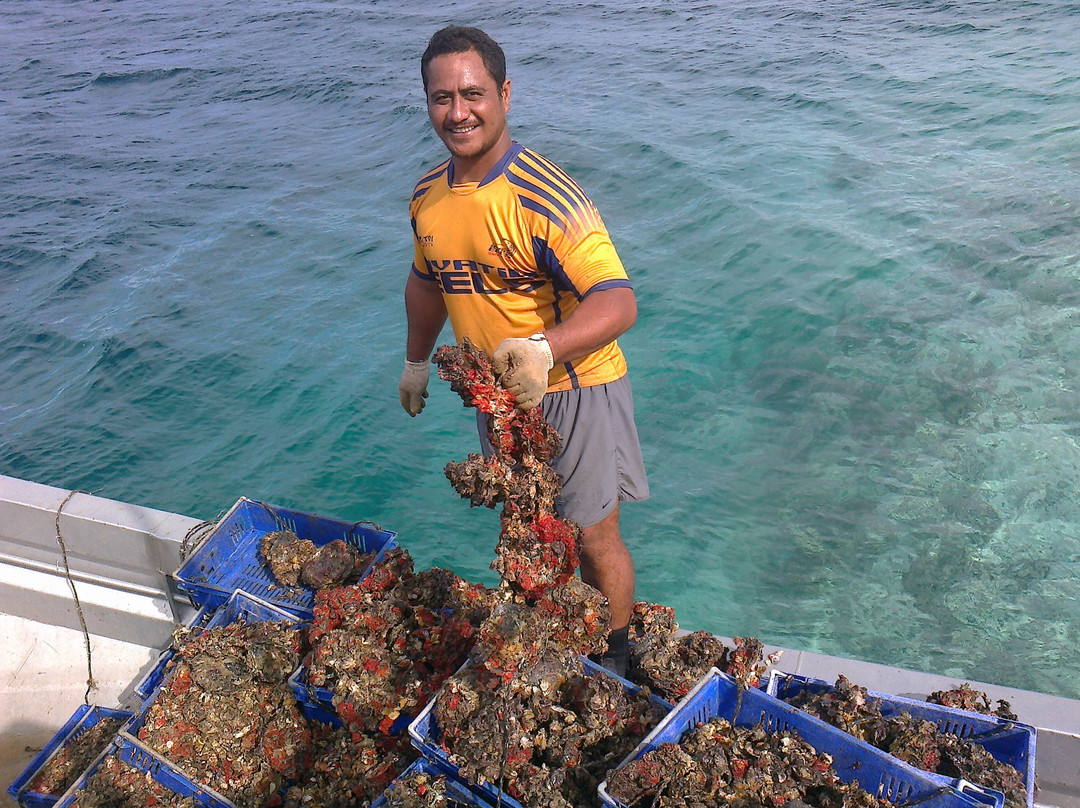 Manihiki Pearl Techs-拉罗汤加必去景点