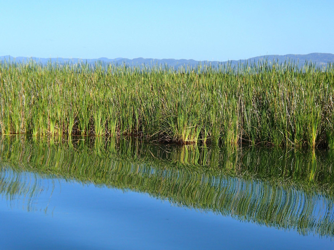 J. Charles Swaby's Black River Safari-Black River必去景点