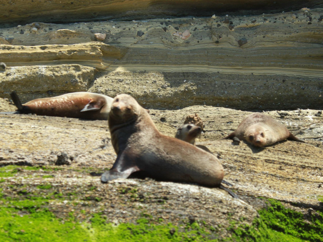 Seals by Sea Tours景点图片