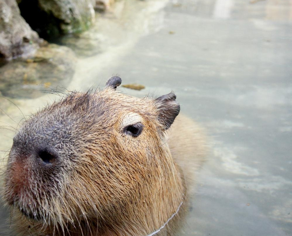 Suzaka City Zoo-须坂市必去景点