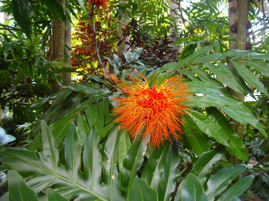 凯恩斯植物园-凯恩斯必去景点