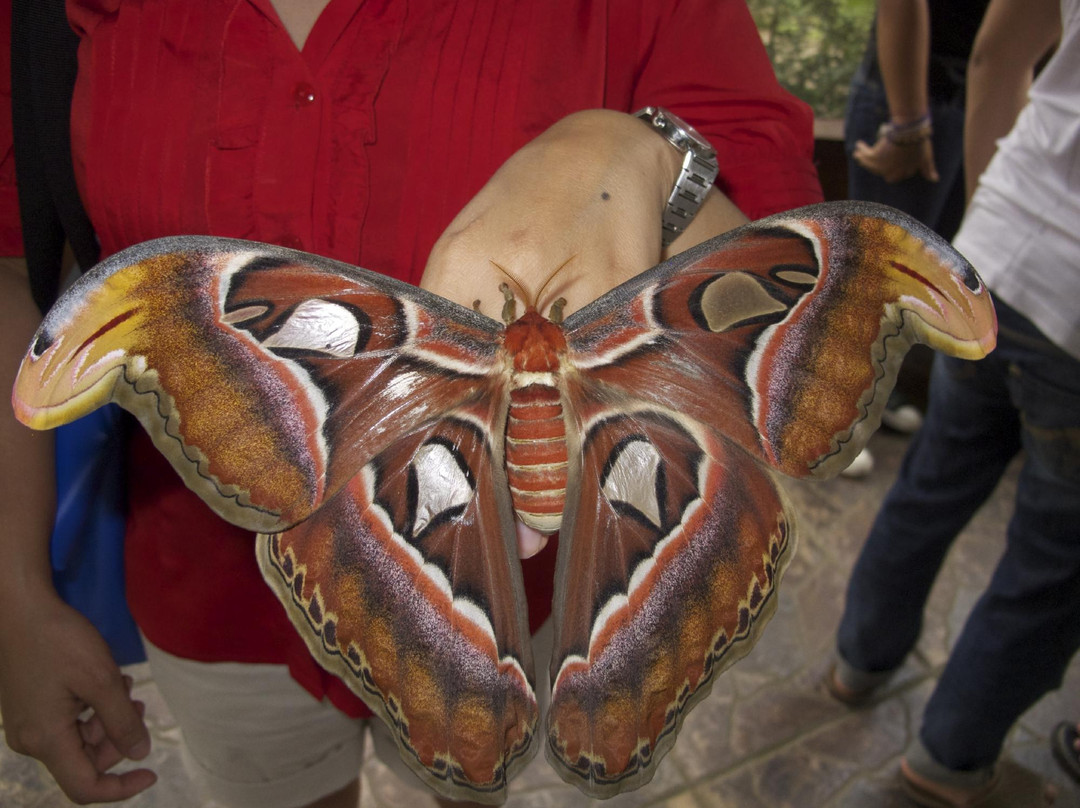 巴厘蝴蝶公园Taman Kupu Kupu-达巴南必去景点