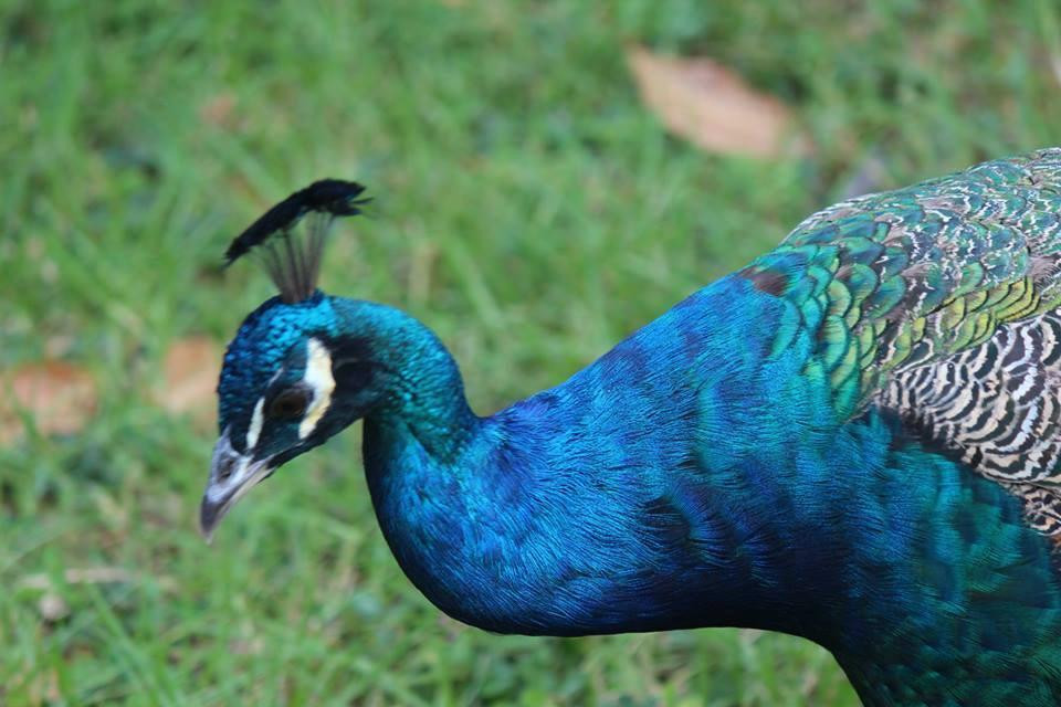 Wood Valley Temple-帕哈拉必去景点