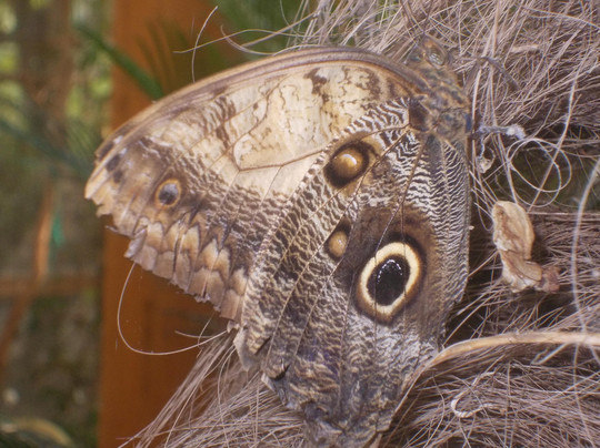 Butterfly Farm d'Abruzzo-Citta Sant'Angelo必去景点
