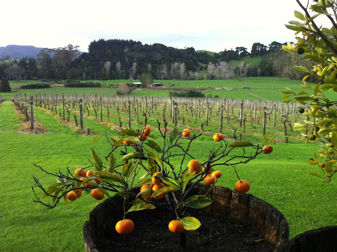 新西兰红酒升级之旅-奥克兰葡萄酒之旅-奥克兰中心地区必去景点