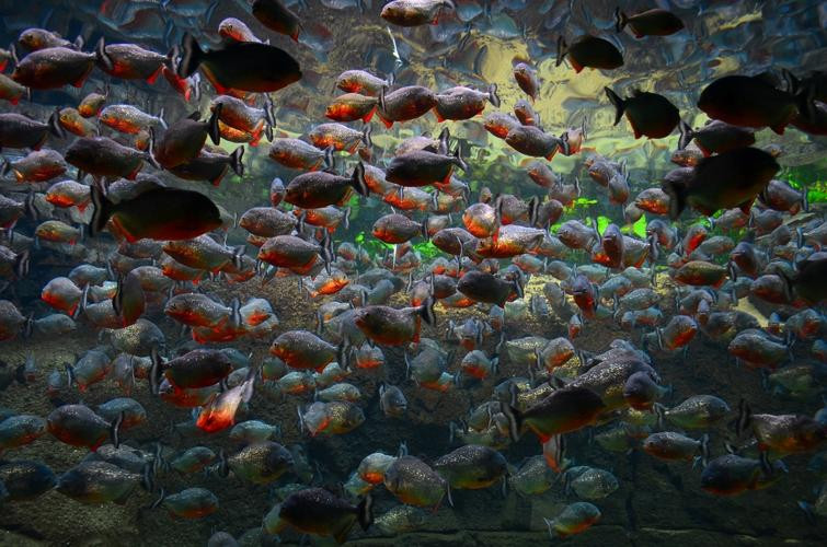 丹麦国家水族馆-哥本哈根必去景点