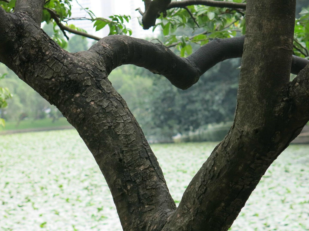 荔枝公园-深圳市必去景点