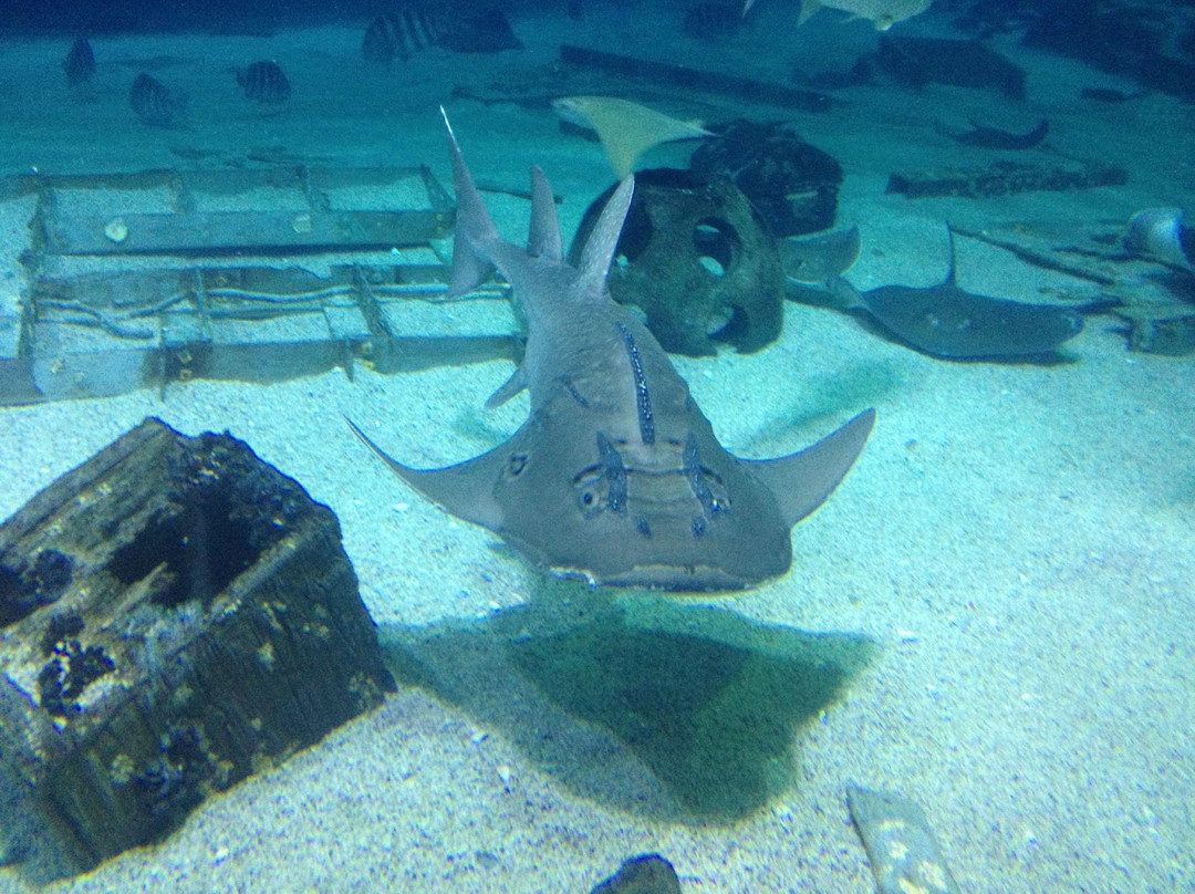 Adventure Aquarium景点图片
