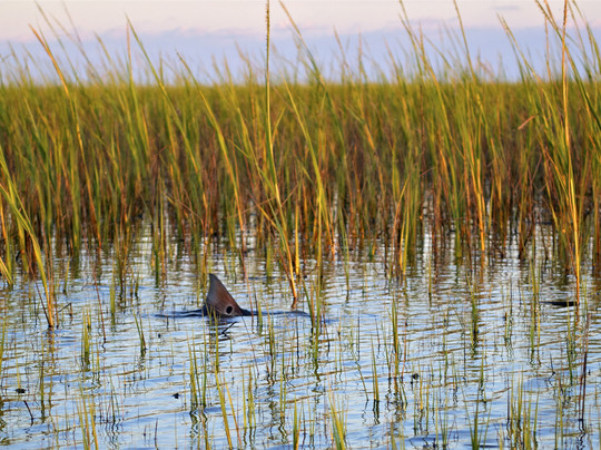 Myrtle Beach Guide Service Fishing Charters-美特尔海滩必去景点
