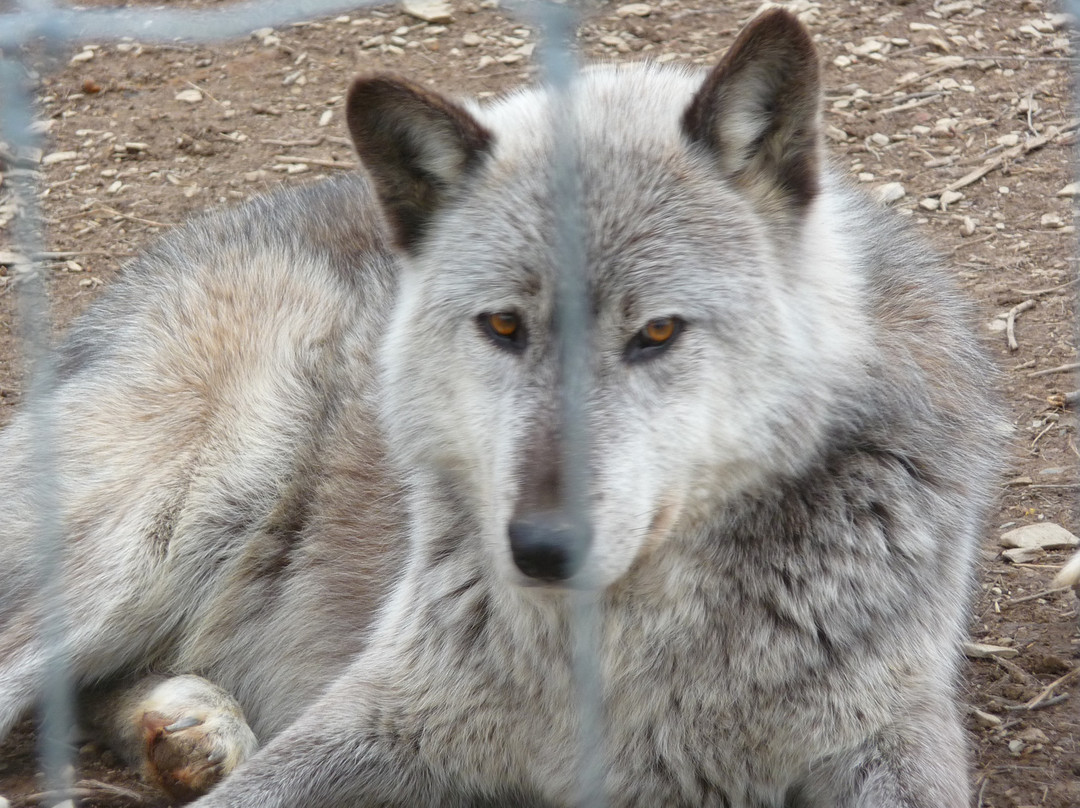 Wolf Sanctuary of PA-利蒂茨必去景点