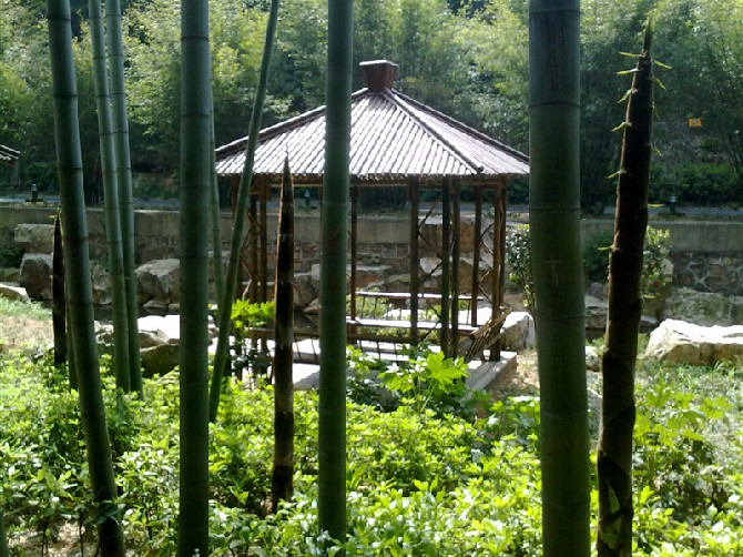 宜兴竹海景点图片