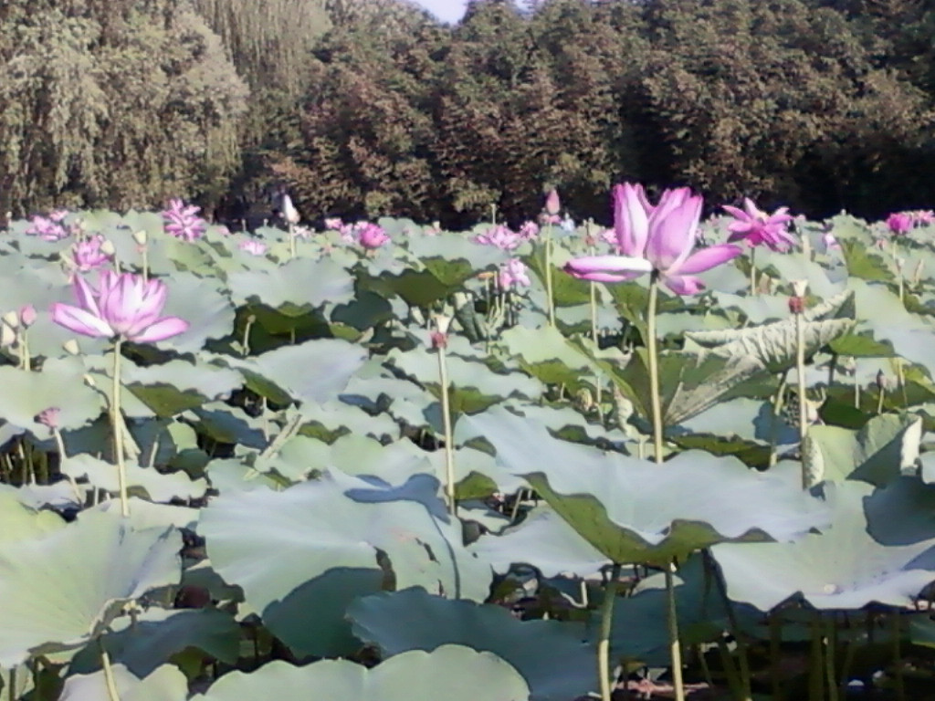 紫竹院公园-北京市必去景点