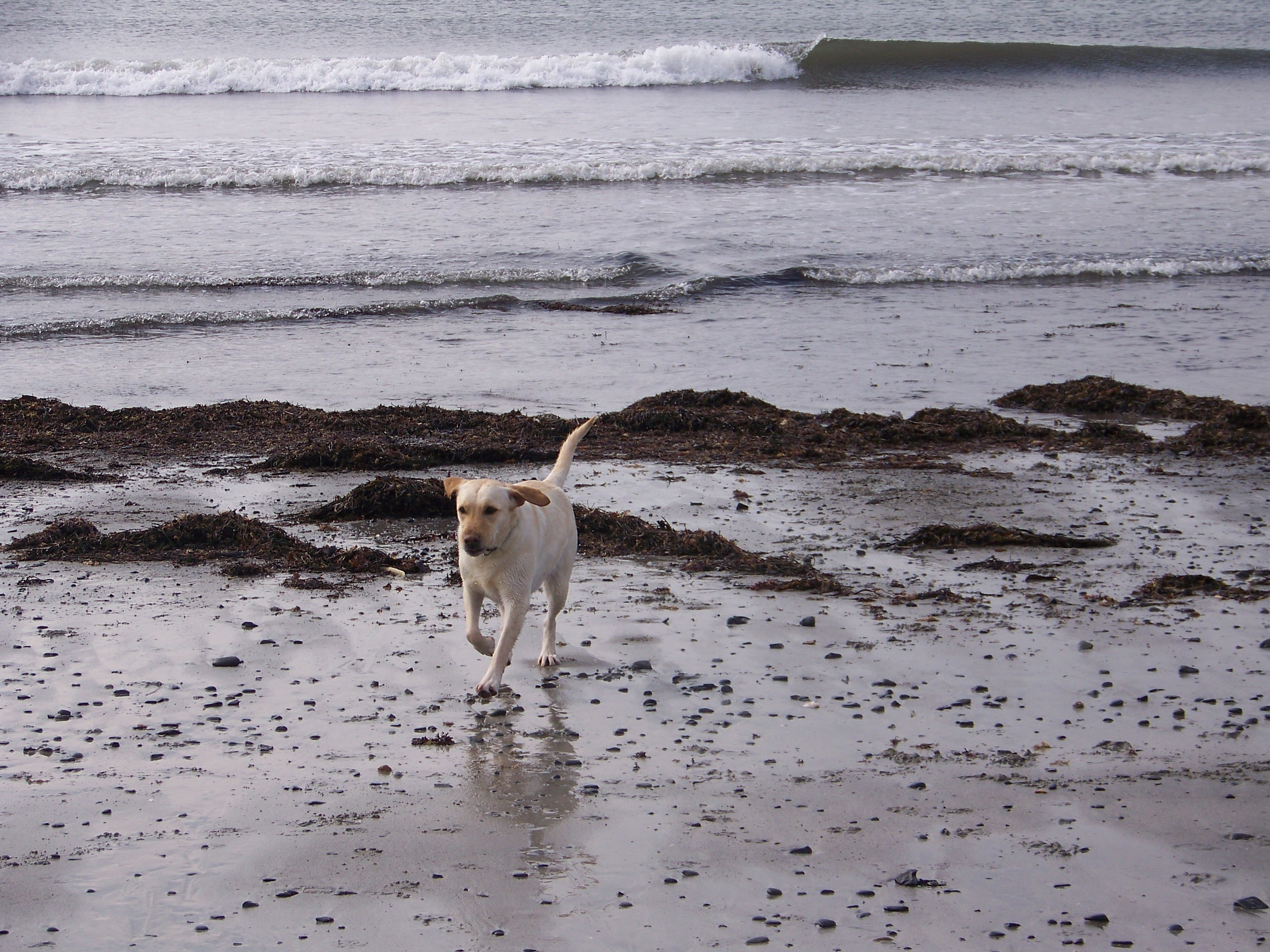 Hounds Tooth Inn-泳池