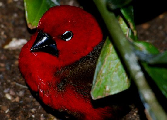 Bird Kingdom-尼亚加拉大瀑布必去景点